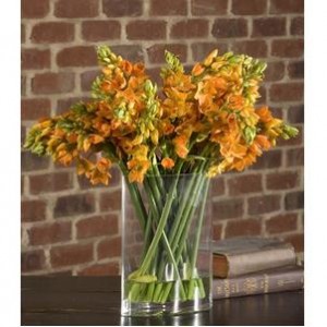 Uttermost Sun Star Watergarden