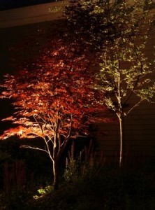 Single Up Lights Can Be Used To Spotlight Individual Plants Or Garden Features