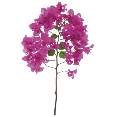 Bellini Modern Living Acrylic Picture Of A Pink Blooming Bougainvillea 48x30 323435504-30