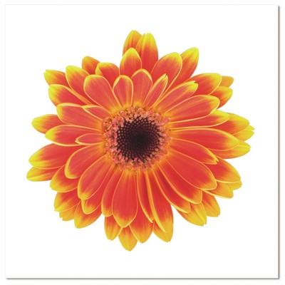 Bellini Modern Living Acrylic Picture Of Gerber Flower 60x40 47199040-60